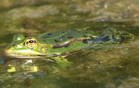 Groenekikker040506